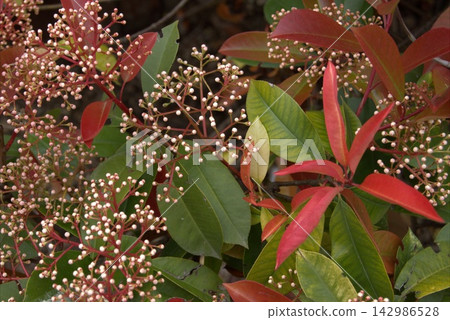 Background of branches with clusters of small, creamy-white flowers from the Photinia fraseri Red Robin plant. Background of branches with clusters of small, creamy-white flowers from the Photinia fraseri Red Robin plant. 142986528