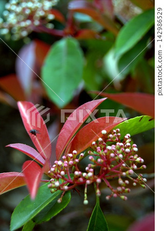 Background of branches with clusters of small, creamy-white flowers from the Photinia fraseri Red Robin plant. Background of branches with clusters of small, creamy-white flowers from the Photinia fraseri Red Robin plant. 142986529