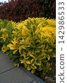 Euonymus fortunei a shrub with bright yellow leaves. 142986533