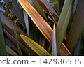 Phormium a backdrop of long, stiff New Zealand flax leaves for creating structural accents 142986535