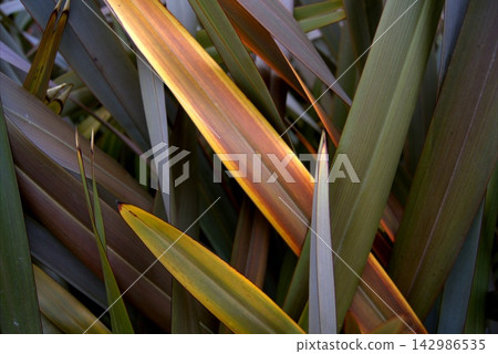 Phormium a backdrop of long, stiff New Zealand flax leaves for creating structural accents Phormium a backdrop of long, stiff New Zealand flax leaves for creating structural accents 142986535
