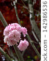 Lush pink Kanzan cherry blossom flowers on the tree branches. 142986536