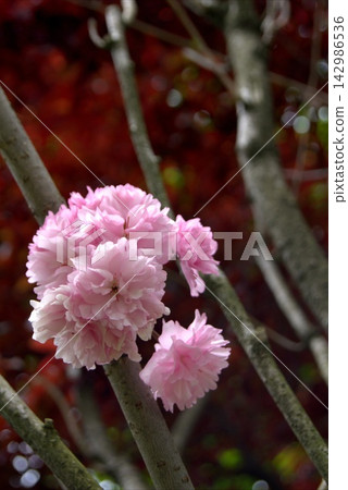 Lush pink Kanzan cherry blossom flowers on the tree branches. Lush pink Kanzan cherry blossom flowers on the tree branches. 142986536