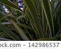Phormium a backdrop of long, stiff New Zealand flax leaves for creating structural accents 142986537