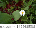 A small daisy among fallen tulip petals. 142986538