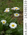 A bunch of blooming perennial daisies in a spring garden. 142986539
