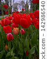 Bright red tulips in the city park 142986540