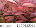 Background of bright young leaves of Photinia fraseri Red Robin 142986541