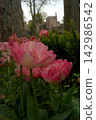 Pink double tulips with white and cream edges on the petals. 142986542