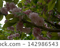 A blooming cherry blossom branch on an overcast day 142986543