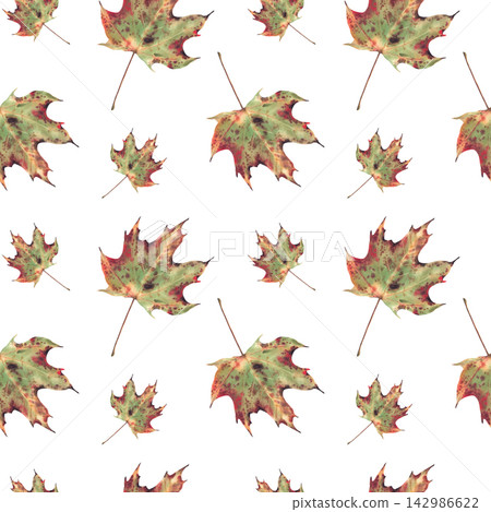 Watercolor Autumn maple leaf seamless pattern. Realistic hand painted Green, yellow, red orange, golden coloured fall foliage Floral, botanical illustration on isolated white background seasonal print Watercolor Autumn maple leaf seamless pattern. Realistic hand painted Green, yellow, red orange, golden coloured fall foliage Floral, botanical illustration on isolated white background seasonal print 142986622