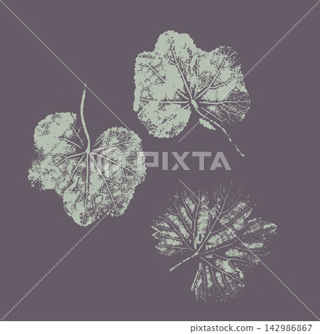 Botanical geranium leaves imprints set with detailed veins. Light mint green ink pressed leaves on dark dusty purple background, minimalist natural herbarium printmaking illustration. Botanical geranium leaves imprints set with detailed veins. Light mint green ink pressed leaves on dark dusty purple background, minimalist natural herbarium printmaking illustration. 142986867