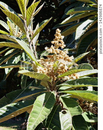 Japanese Loquat Flower Clusters and Evergreen Leaves 142986874
