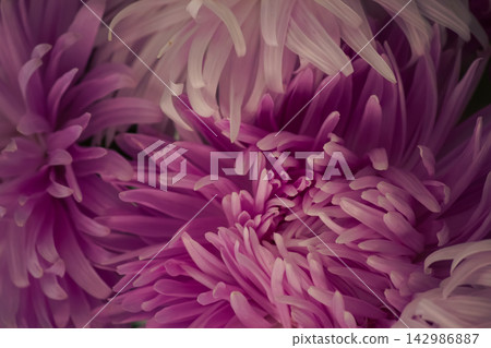 Macro extreme close-up of purple and pink aster petals floral background Macro extreme close-up of purple and pink aster petals floral background 142986887