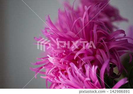 Macro photo of vibrant magenta needle aster flower with copy space Macro photo of vibrant magenta needle aster flower with copy space 142986891