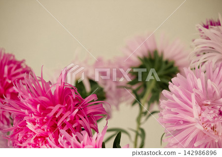 Pink and magenta aster flower arrangement with soft natural background and copy space Pink and magenta aster flower arrangement with soft natural background and copy space 142986896