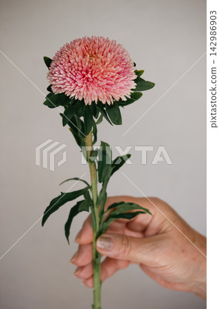 Woman hand holding a single blooming pink aster flower stem 142986903