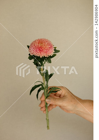 Woman hand holding a single fresh pink aster flower stem on neutral background Woman hand holding a single fresh pink aster flower stem on neutral background 142986904