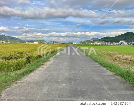 一條公路蜿蜒穿過稻田,展現出鄉村山村的秀麗風光。 一條公路蜿蜒穿過稻田,展現出鄉村山村的秀麗風光。 142987194