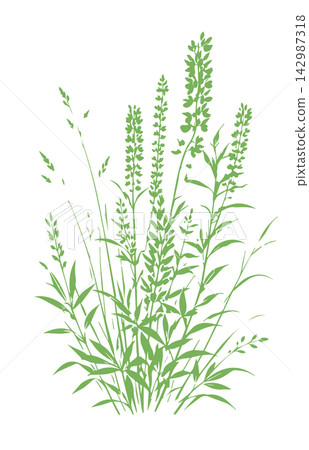 Grass green silhouette vector isolated on white background nature design illustration of grass plant pattern greenery artwork Hand drawn. Not AI, vector illustration. Grass green silhouette vector isolated on white background nature design illustration of grass plant pattern greenery artwork Hand drawn. Not AI, vector illustration. 142987318