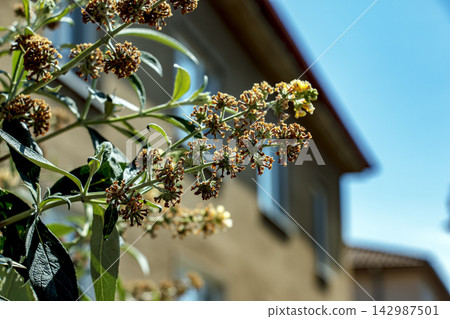 Dried Buddleja Davidii Flower Clusters and Developing Seed Capsules Dried Buddleja Davidii Flower Clusters and Developing Seed Capsules 142987501