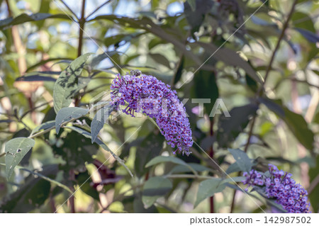 Fresh Purple Butterfly Bush Flowers with Orange Centers Fresh Purple Butterfly Bush Flowers with Orange Centers 142987502