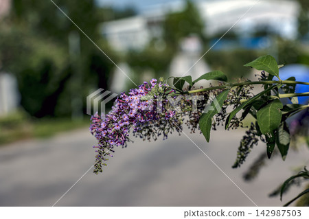 Purple Butterfly Bush Branch Against Blurred Urban Background Purple Butterfly Bush Branch Against Blurred Urban Background 142987503