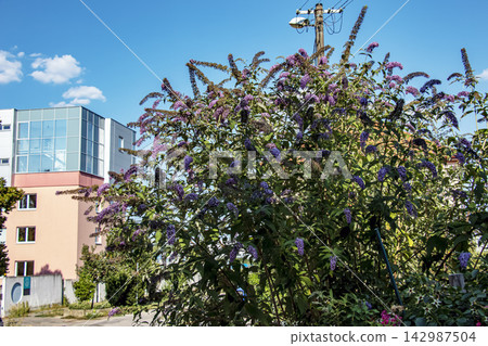 Large Flowering Buddleja Davidii Shrub in an Urban Garden Large Flowering Buddleja Davidii Shrub in an Urban Garden 142987504