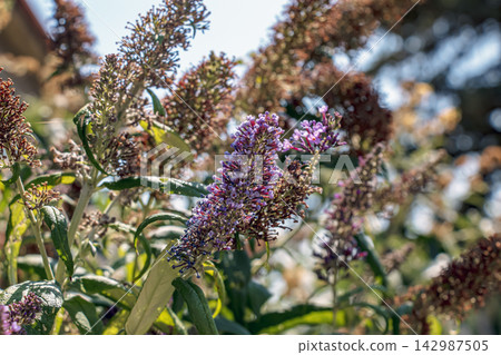 Purple Buddleja Davidii Flower Spike in Summer Sunlight Purple Buddleja Davidii Flower Spike in Summer Sunlight 142987505