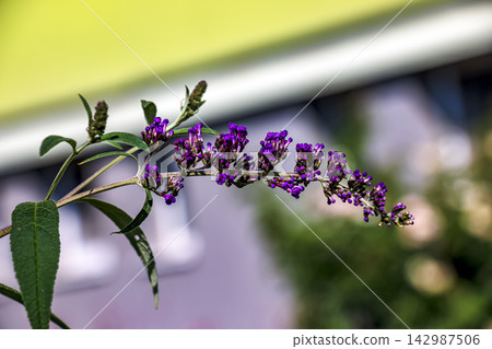 Arching Purple Butterfly Bush Flower Spike in Urban Garden Arching Purple Butterfly Bush Flower Spike in Urban Garden 142987506