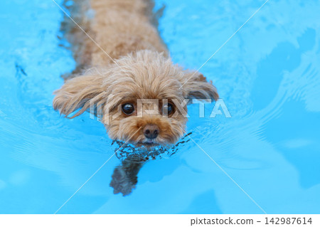 一隻玩具貴賓犬在藍色泳池裡用狗刨式游泳。 一隻玩具貴賓犬在藍色泳池裡用狗刨式游泳。 142987614