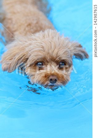 一隻玩具貴賓犬在藍色泳池裡用狗刨式游泳。 一隻玩具貴賓犬在藍色泳池裡用狗刨式游泳。 142987615