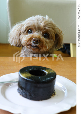 A toy poodle gazes at dessert at a dog cafe. A toy poodle gazes at dessert at a dog cafe. 142987640
