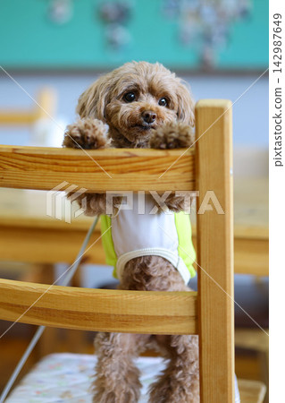 一隻玩具貴賓犬正盯著一家狗狗咖啡館裡的甜點。 一隻玩具貴賓犬正盯著一家狗狗咖啡館裡的甜點。 142987649