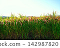 Red rice fields and clear skies in Kibitsu 142987820