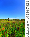 Red rice stalks swaying in the clear sky and wind 142987821