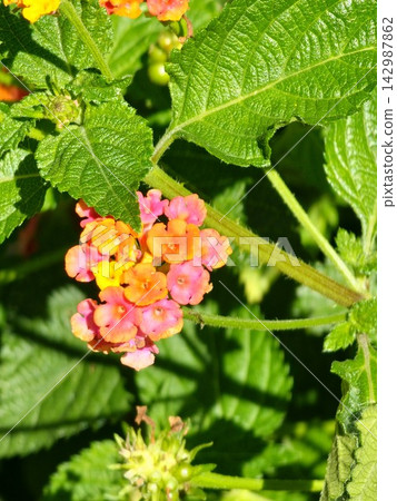 Multicolored Lantana Camara Flowers and Textured Green Leaves Multicolored Lantana Camara Flowers and Textured Green Leaves 142987862