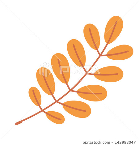 An autumn acacia leaf with small oval leaves on a branch. Botanical element for fall cards, seasonal decorations and nature designs. Flat vector illustration isolated on white background An autumn acacia leaf with small oval leaves on a branch. Botanical element for fall cards, seasonal decorations and nature designs. Flat vector illustration isolated on white background 142988047