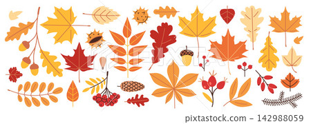 Collection of autumn foliage with leaves, berries, branches and acorns. Decorative botanical elements for fall designs and seasonal projects. Flat vector illustration isolated on white background Collection of autumn foliage with leaves, berries, branches and acorns. Decorative botanical elements for fall designs and seasonal projects. Flat vector illustration isolated on white background 142988059