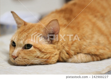 一隻虎斑貓臉朝下躺著 一隻虎斑貓臉朝下躺著 142988227