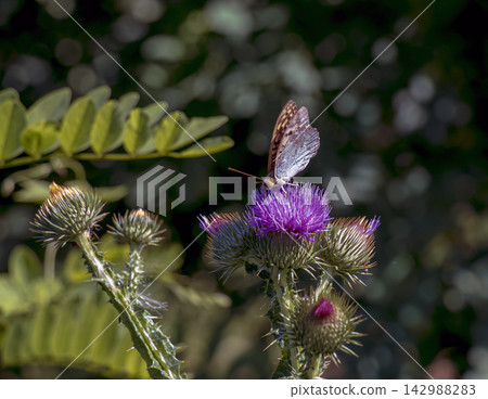 Silver Washed Fritillary on Blooming Spear Thistle Close Up Silver Washed Fritillary on Blooming Spear Thistle Close Up 142988283