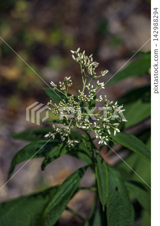 Joe Pye Weed Flower Cluster Beginning to Bloom in Summer Joe Pye Weed Flower Cluster Beginning to Bloom in Summer 142988294