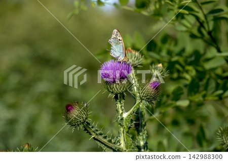 Silver Washed Fritillary on Purple Thistle with Green Copy Space Silver Washed Fritillary on Purple Thistle with Green Copy Space 142988300