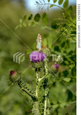 Fritillary Butterfly Feeding on Tall Purple Thistle Flower Fritillary Butterfly Feeding on Tall Purple Thistle Flower 142988301