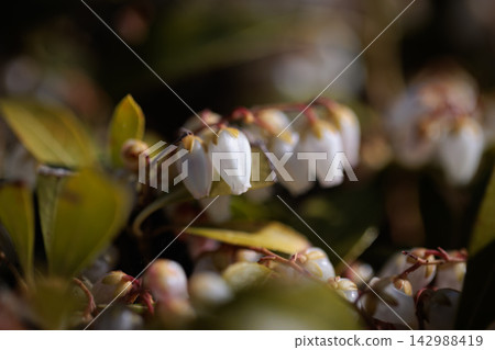 雖然日本仙女草有著像鈴蘭一樣嬌嫩的花朵，但由於其毒性，食草動物並不會食用它。 142988419