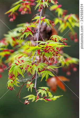 Acer palmatum is the most common maple species in Japan and is a representative species of autumn leaves. Acer palmatum is the most common maple species in Japan and is a representative species of autumn leaves. 142988434