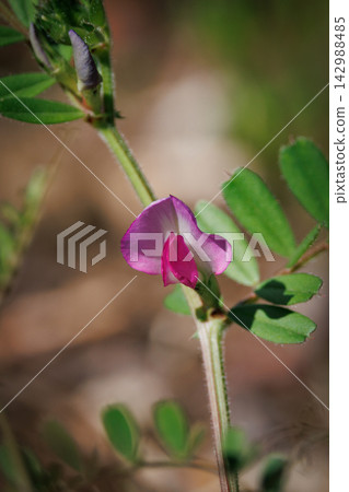 The official name is the Vetch, a crow no pea. The official name is the Vetch, a crow no pea. 142988485