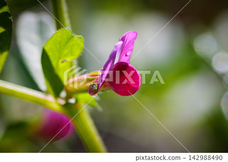 正式名稱是Vetch,烏鴉沒有豌豆。 正式名稱是Vetch,烏鴉沒有豌豆。 142988490