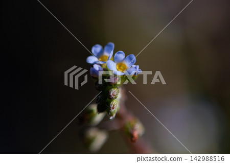這種花因其淡藍色的小花和壓碎後散發出類似黃瓜的氣味而得名。 這種花因其淡藍色的小花和壓碎後散發出類似黃瓜的氣味而得名。 142988516