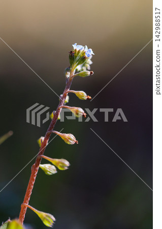 這種花因其淡藍色的小花和壓碎後散發出類似黃瓜的氣味而得名。 這種花因其淡藍色的小花和壓碎後散發出類似黃瓜的氣味而得名。 142988517